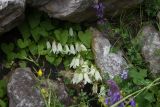 Campanula alliariifolia