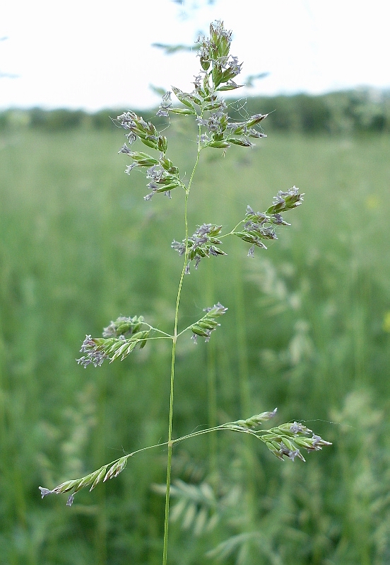 Image of Poa angustifolia specimen.