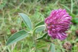 Trifolium alpestre. Верхушка цветущего растения. Карачаево-Черкесия, Зеленчукский р-н, долина р. Аксаут, окр. аула Красный Карачай. 13.08.2011.