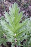 Phlomoides lehmanniana