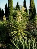 Yucca aloifolia. Плодоносящее растение. Южный Берег Крыма, Никитский ботанический сад. 25 августа 2007 г.