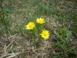 Adonis vernalis