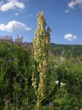 Rumex thyrsiflorus