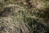 Eriophorum vaginatum