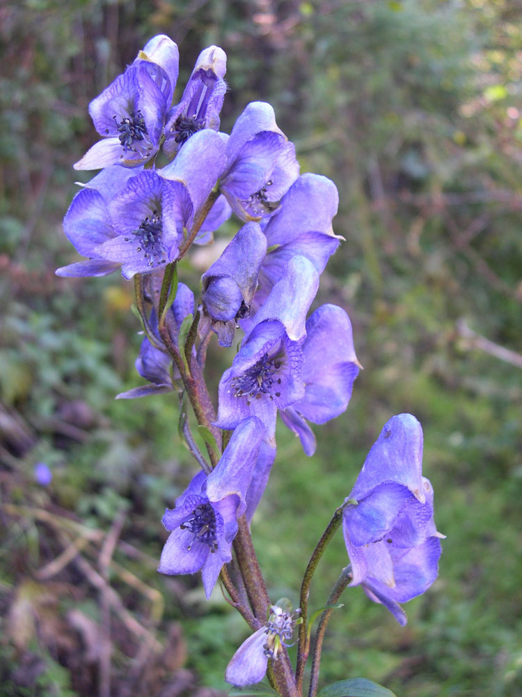 Изображение особи Aconitum karakolicum.