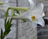 Lilium longiflorum