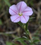 Convolvulus cantabrica