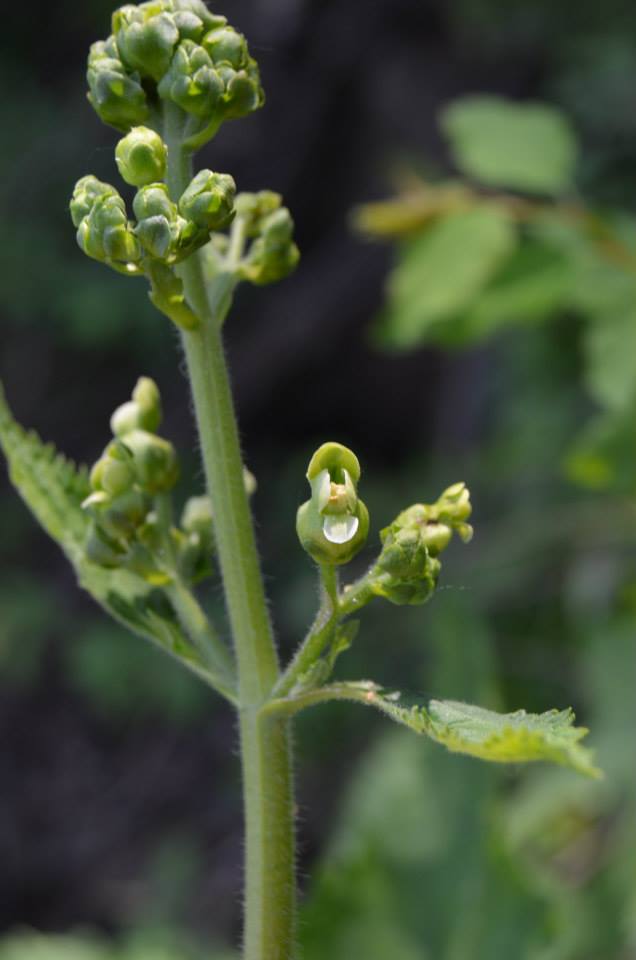 Изображение особи Scrophularia amgunensis.