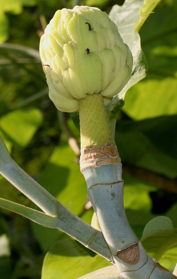 Изображение особи Magnolia officinalis.