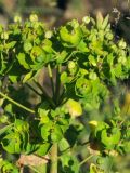 Euphorbia latifolia