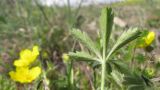 Potentilla sphenophylla. Лист (вид с тыльной стороны). Краснодарский край, г. Новороссийск, пер. Волчьи ворота, степь на склоне горы. 19.04.2014.