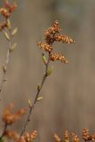 Myrica gale