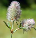 Trifolium arvense. Верхушка цветущего растения. Калининградская обл., Зеленоградский р-н, Куршская коса, сосновое мелколесье на дюнных песках. Июль 2014 г.