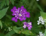 Iberis umbellata