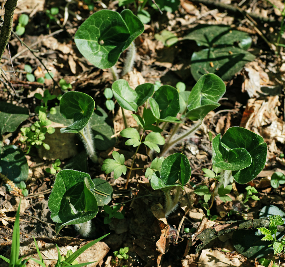 Изображение особи Asarum europaeum.