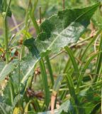 Sonchus arvensis ssp. uliginosus