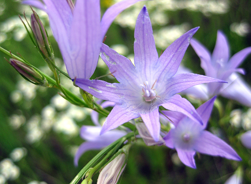 Изображение особи Campanula rapunculus.