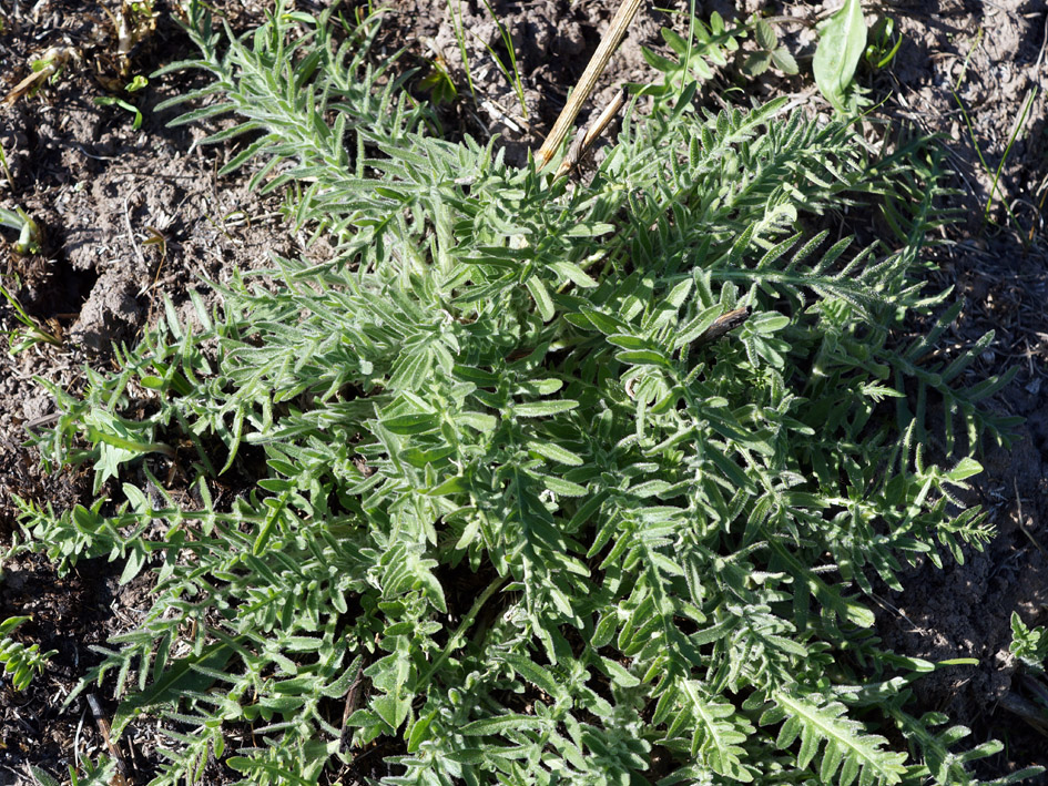 Изображение особи Centaurea scabiosa.