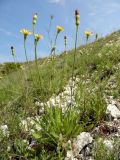 Leontodon biscutellifolius