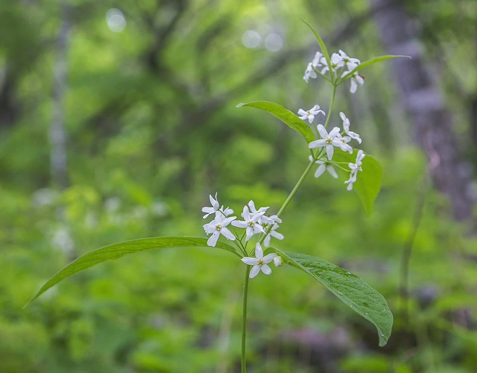 Изображение особи Vincetoxicum ascyrifolium.