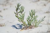 Polygonum maritimum