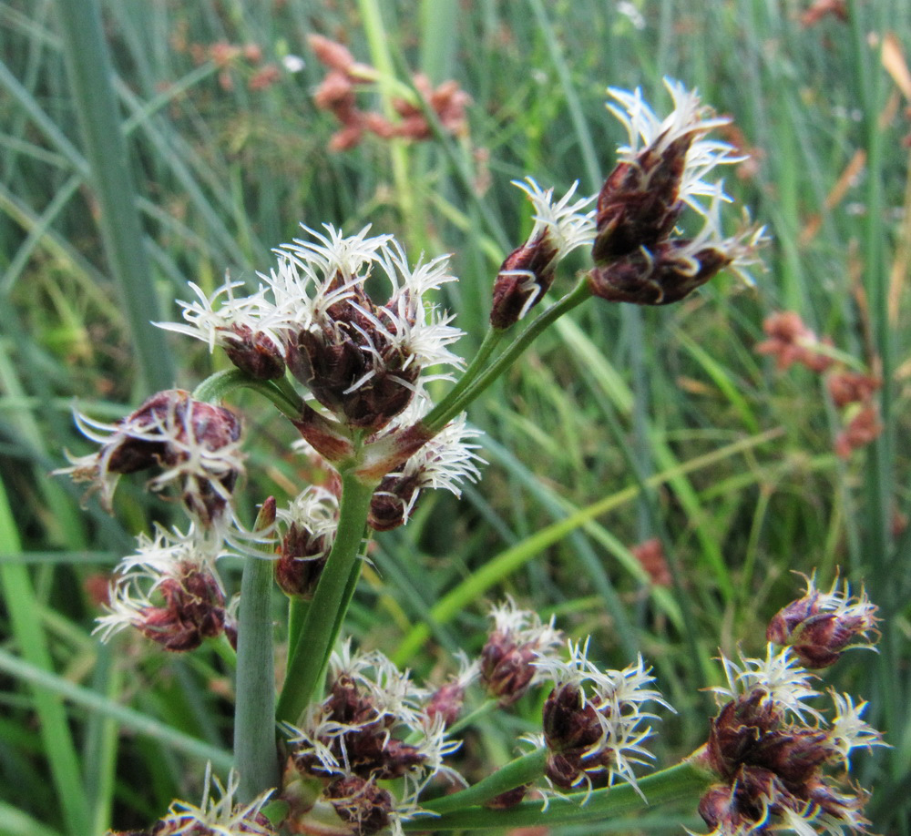 Изображение особи Schoenoplectus lacustris.