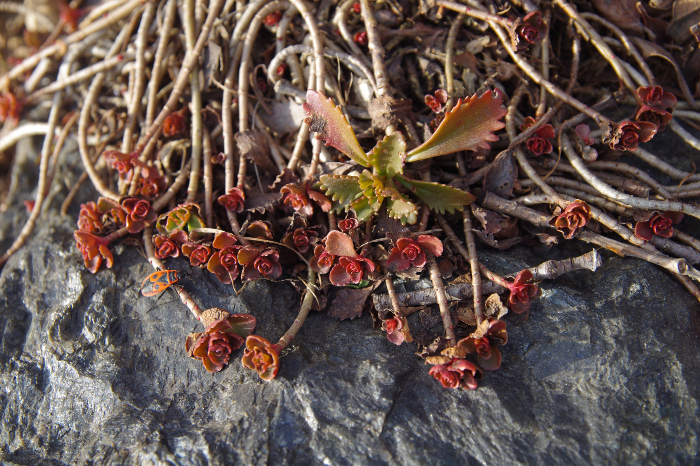 Изображение особи Sedum spurium.