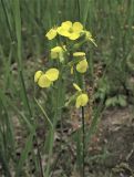 Coincya monensis подвид cheiranthos. Верхушка соцветия. Нидерланды, провинция Gelderland, община Wijchen, обочина грунтовой дороги в посевах озимой ржи. 12 июня 2010 г.