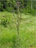 Cirsium palustre