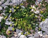 Chamaesciadium acaule. Цветущее растение. Адыгея, Фишт-Оштеновский массив, гора Оштен, ≈ 2800 м н.у.м., каменистый склон. 06.07.2017.