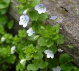 Veronica filiformis. Верхушка цветущего растения. Московская обл., Раменский р-н, пос. Ильинский, на улице у забора. 06.05.2018.