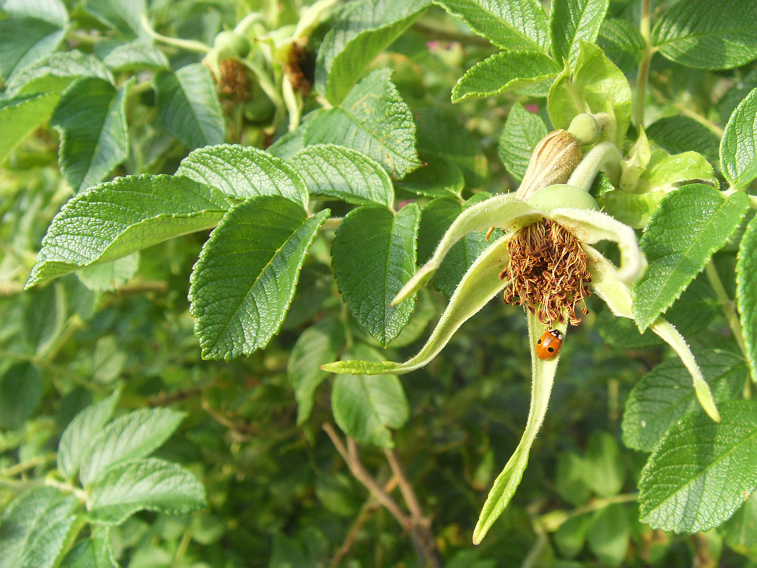 Изображение особи Rosa rugosa.