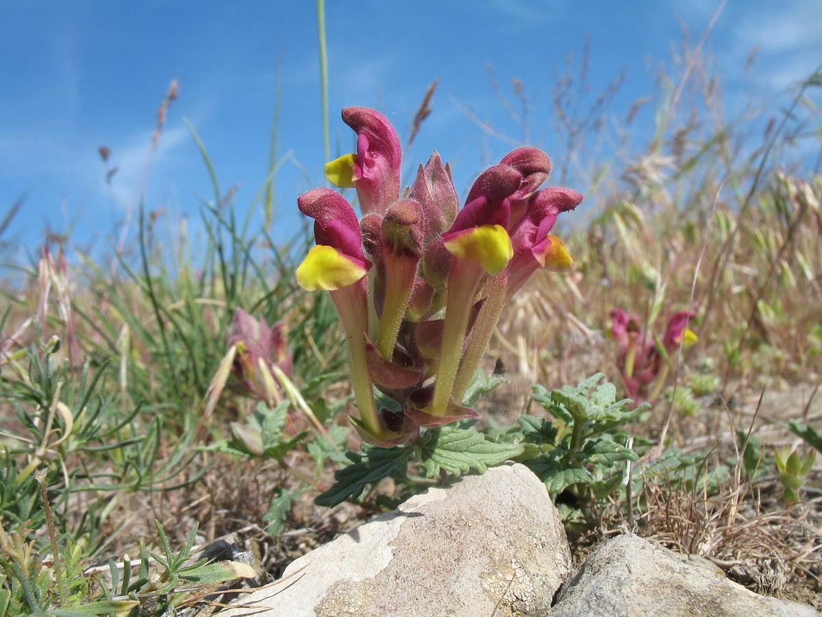 Изображение особи Scutellaria mesostegia.