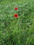 Papaver commutatum