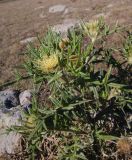 Cirsium kosmelii