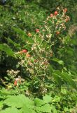 Rubus canescens