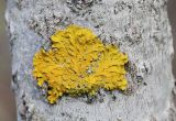 Xanthoria parietina. Таллом на стволе осины. Коми, Сыктывдинский р-н, окр. пос. Еляты, осиновый лесок на берегу старицы. 01.06.2018.