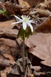 Anemone raddeana