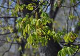 Aesculus hippocastanum