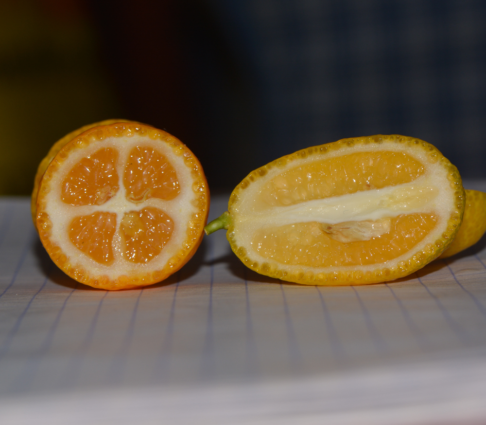 Изображение особи Citrus japonica.