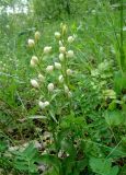 Cephalanthera damasonium