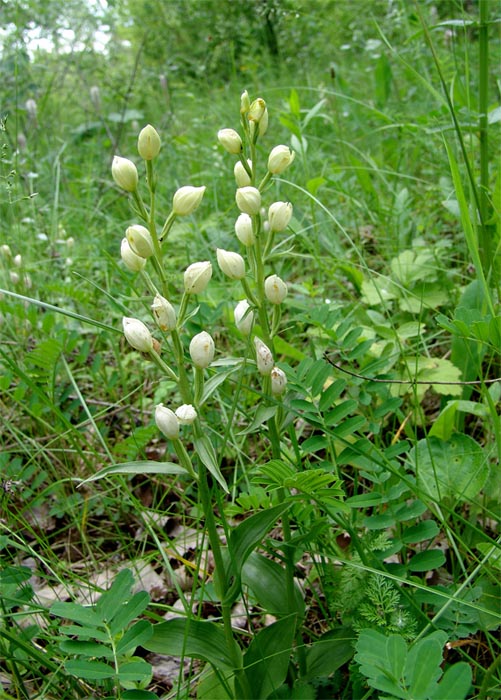 Изображение особи Cephalanthera damasonium.