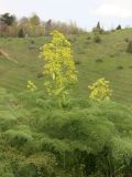 Ferula tenuisecta