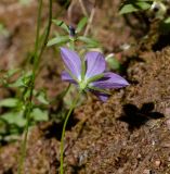 Campanula sidoniensis. Цветок. Израиль, Верхняя Галилея, западная часть, берег нахаль Кзив. 19.05.2022.