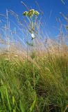 Achillea nobilis