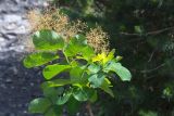 Cotinus coggygria