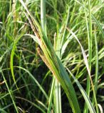 Carex aquatilis