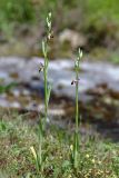 Ophrys apifera. Цветущие растения (высота левого растения 44 см; длина соцветия 17 см). Краснодарский край, г/о Сочи, Адлерский р-н, окр. с. Ахштырь, ок. 300 м выс., н. у. м., травянистый склон со скальными плитами. 29 мая 2023 г.