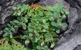Rhodiola integrifolia. Отцветшее растение. Курильские о-ва, о-в Итуруп, окр. мыса Одесский, на скале. 21.08.2023.