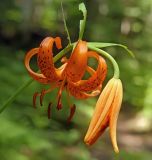 Lilium debile. Цветки. Южный Сахалин, хр. Сусунайский, гора Чехова. 27.07.2006.